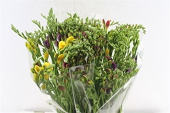 Freesia Double Mix 50cm 20gr.
