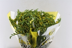 Freesia Double Soleil 50cm 20gr.