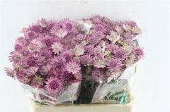 Astrantia Roma 60cm