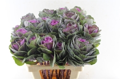 Brassica Red Crane 60cm