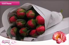 Paeonia Coral Charm 55cm