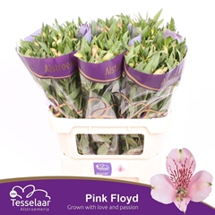 Alstroemeria Pink Floyd 75cm 60gr.