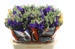 Eustoma Single Piccolo Violet 70cm
