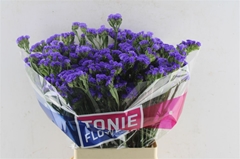 Limonium Sinuatum Crystal Dark Blue 70cm 65gr.