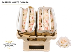 Rosa Parfum White O Hara 50cm