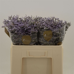 Limonium Safora Lilac 60cm 20gr.