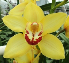 Cymbidium Yellow Cab 80cm