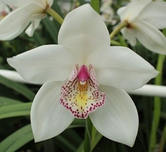 Cymbidium No. 60 60cm
