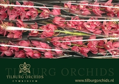 Cymbidium Toledo 80cm