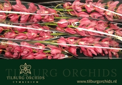 Cymbidium Gerry 80cm
