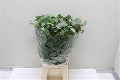 Eucalyptus Populus Per Bunch 70cm 300gr.
