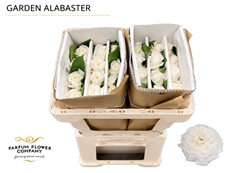 Rosa Garden Alabaster 50cm