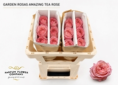 Rosa Garden Amazing Tea Rose 50cm