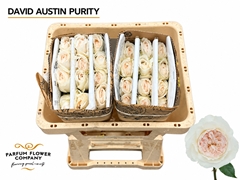 Rosa David Austin Purity 50cm