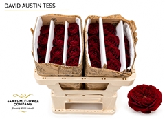 Rosa David Austin Tess 50cm
