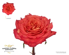 Rosa Free Spirit 50cm
