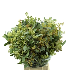 Eucalyptus Populus With Berry Per Bunch 60cm 300gr.