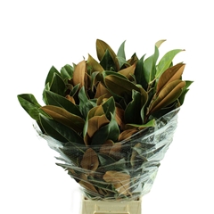 Magnolia Grandiflora Per Bunch 60cm 400gr.