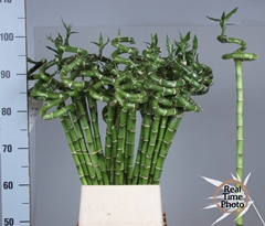 Dracaena Lucky Bamboo 100cm Spiral