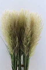 Cortaderia Selloana Evita 110cm