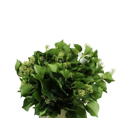 Hedera Green Per Bunch 50cm