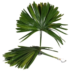 Chamaerops Raphis Per Bunch 60cm