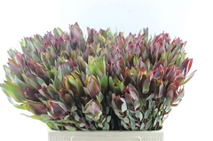 Leucadendron Senorita 60cm
