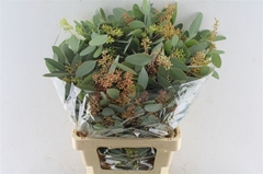 Eucalyptus Populus Berry Per Bunch 70cm 300gr.