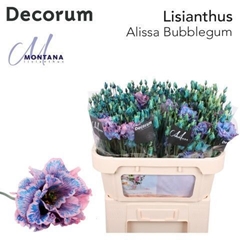 Eustoma Double Painted Alissa Bubblegum 70cm