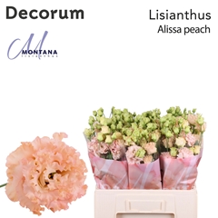 Eustoma Double Alissa Peach 60cm