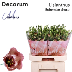 Eustoma Single Bohemian Choco 70cm