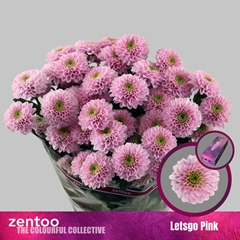 Chrysanth Spray Letsgo Pink 70cm 85gr.