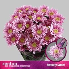 Chrysanth Spray Serenity Sweet 70cm 75gr.