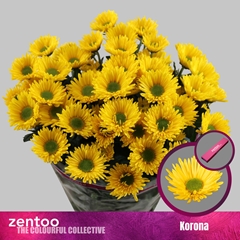 Chrysanth Spray Korona 70cm 65gr.