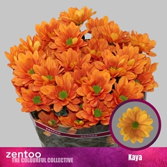 Chrysanth Spray Kaya 70cm 80gr.