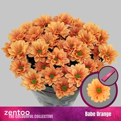 Chrysanth Spray Babe Orange 70cm 75gr.