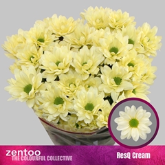 Chrysanth Spray Resq Cream 70cm 80gr.