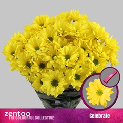 Chrysanth Spray Celebrate 70cm 85gr.