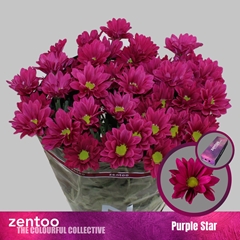 Chrysanth Spray Purple Star 70cm 75gr.