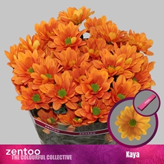 Chrysanth Spray Kaya 70cm 75gr.