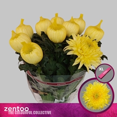 Chrysanth Single Magnum Yellow 70cm 125gr.