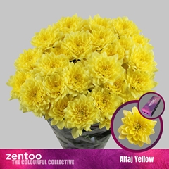 Chrysanth Spray Altaj Yellow 70cm 95gr.
