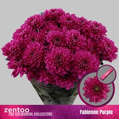 Chrysanth Spray Fabienne Purple 70cm 80gr.