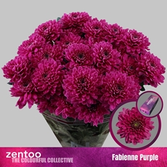 Chrysanth Spray Fabienne Purple 70cm 80gr.