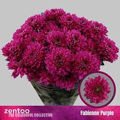 Chrysanth Spray Fabienne Purple 70cm 80gr.