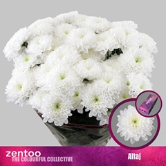 Chrysanth Spray Altaj 70cm 85gr.