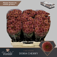 Chrysanth Santini Doria Cherry 55cm 52gr.