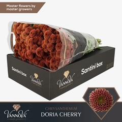 Chrysanth Santini Doria Cherry 55cm 52gr.