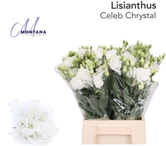 Eustoma Double Celeb Chrystal 45cm