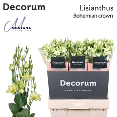 Eustoma Single Bohemian Crown 70cm